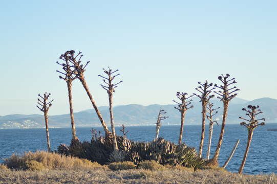 Image of Agave shawii subsp. shawii