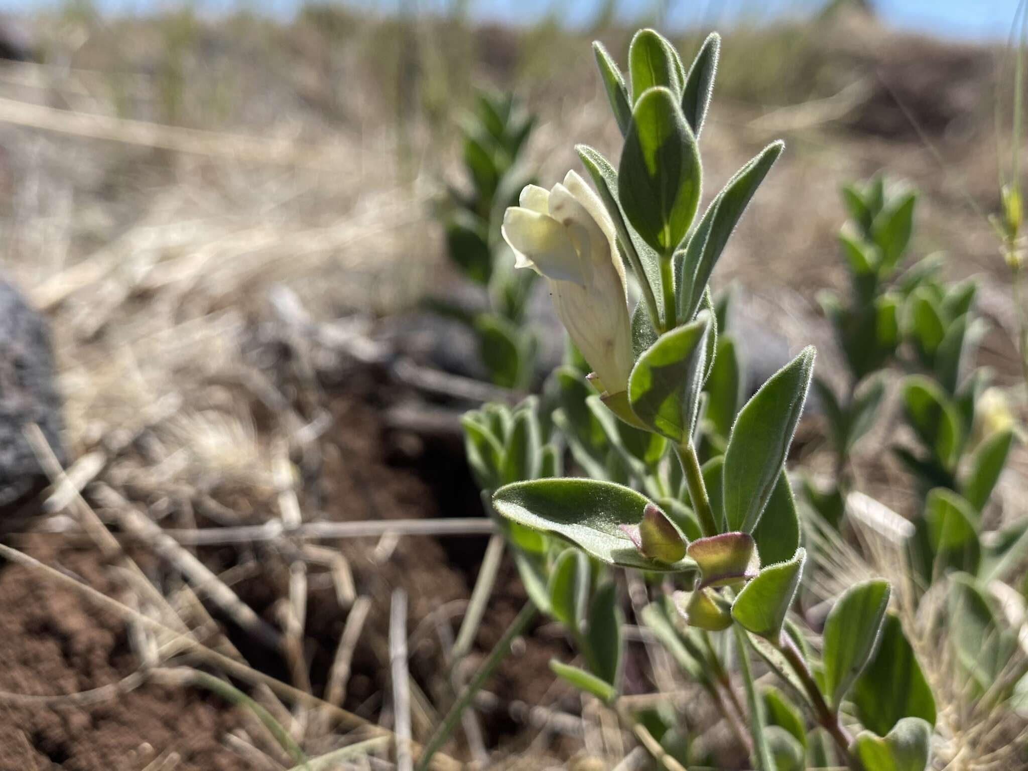 Image of dwarf skullcap