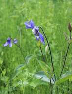 Imagem de Clematis integrifolia L.