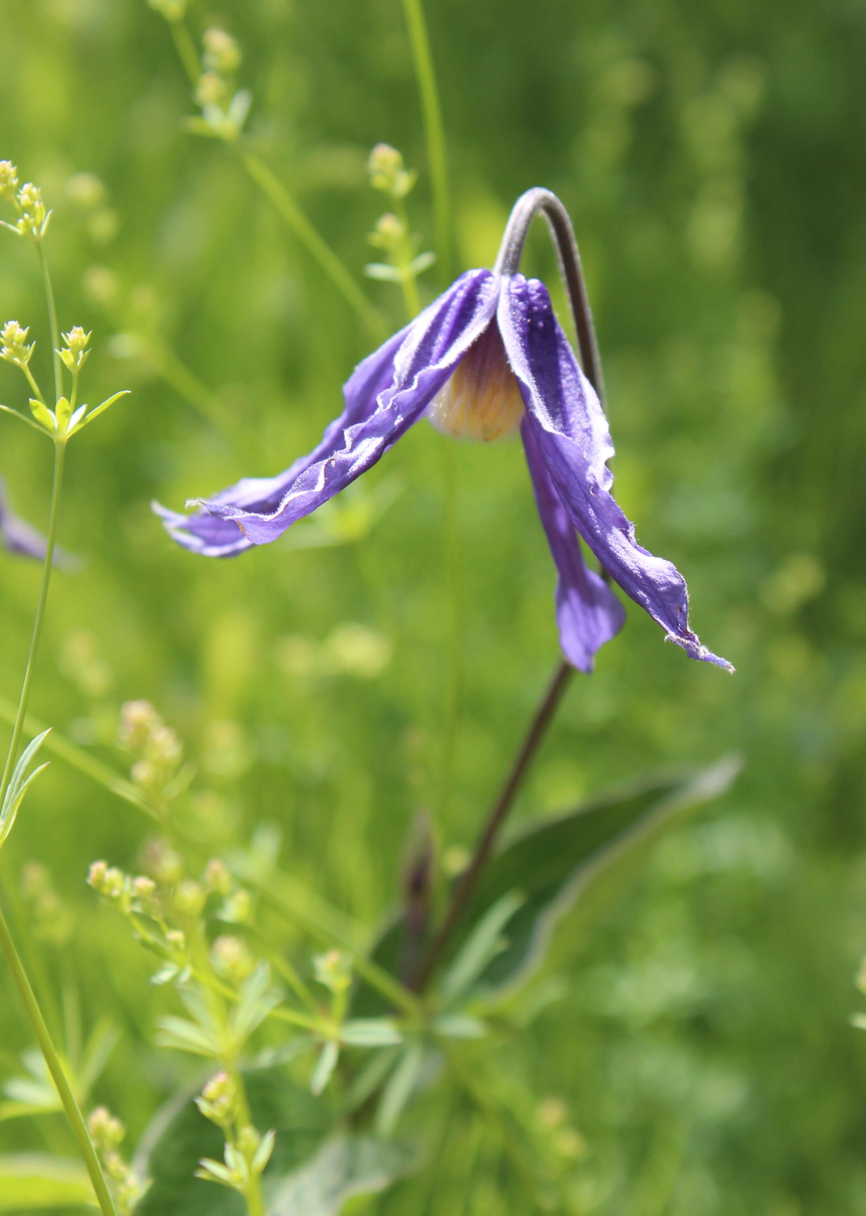 Imagem de Clematis integrifolia L.