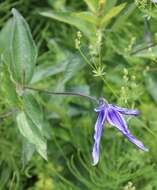 Imagem de Clematis integrifolia L.