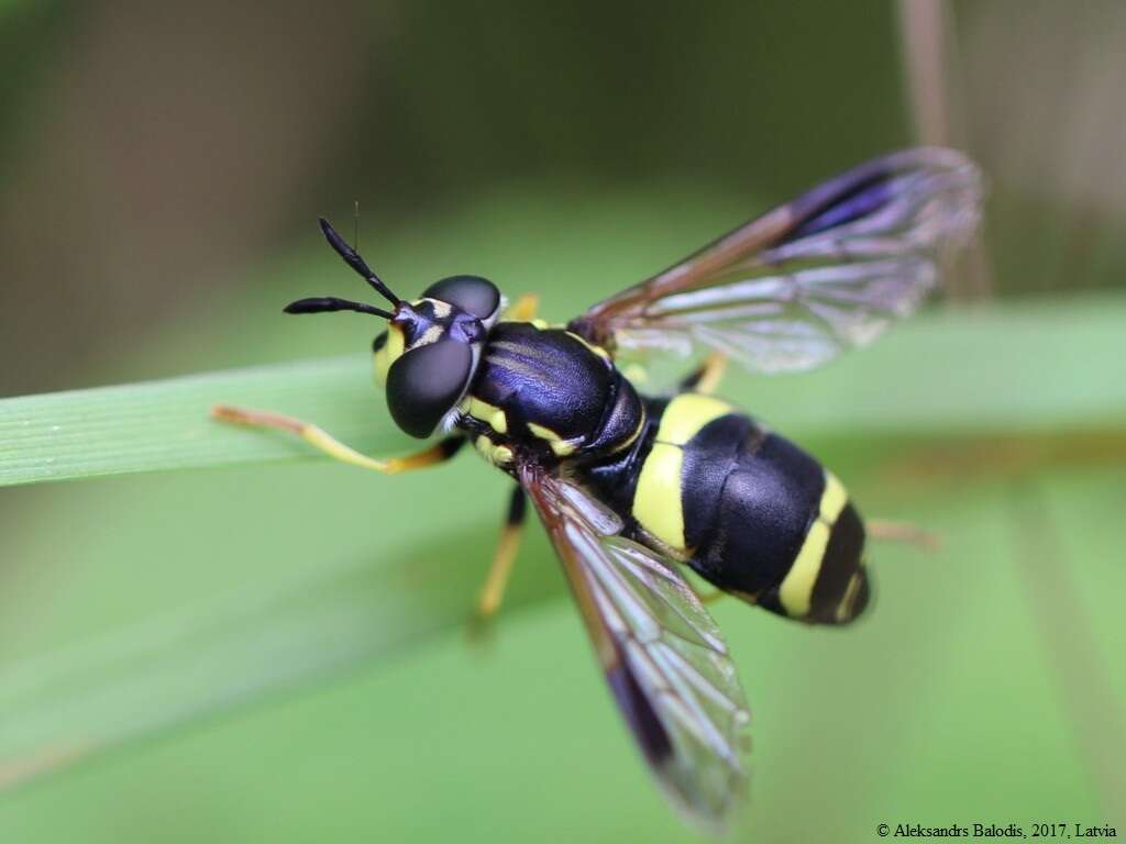 Image de Chrysotoxum bicinctum (Linnaeus 1758)