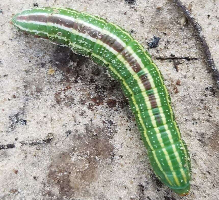 Image of Southern Pine Sphinx