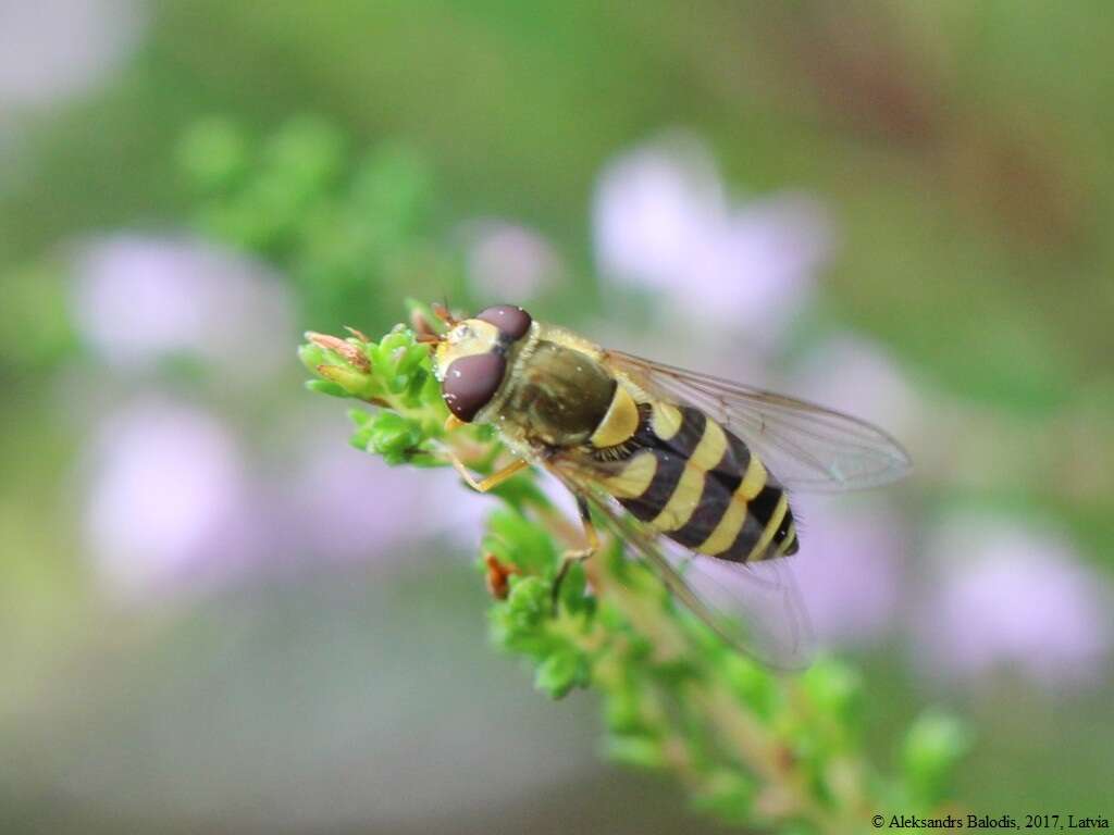 Plancia ëd Syrphus ribesii (Linnaeus 1758)