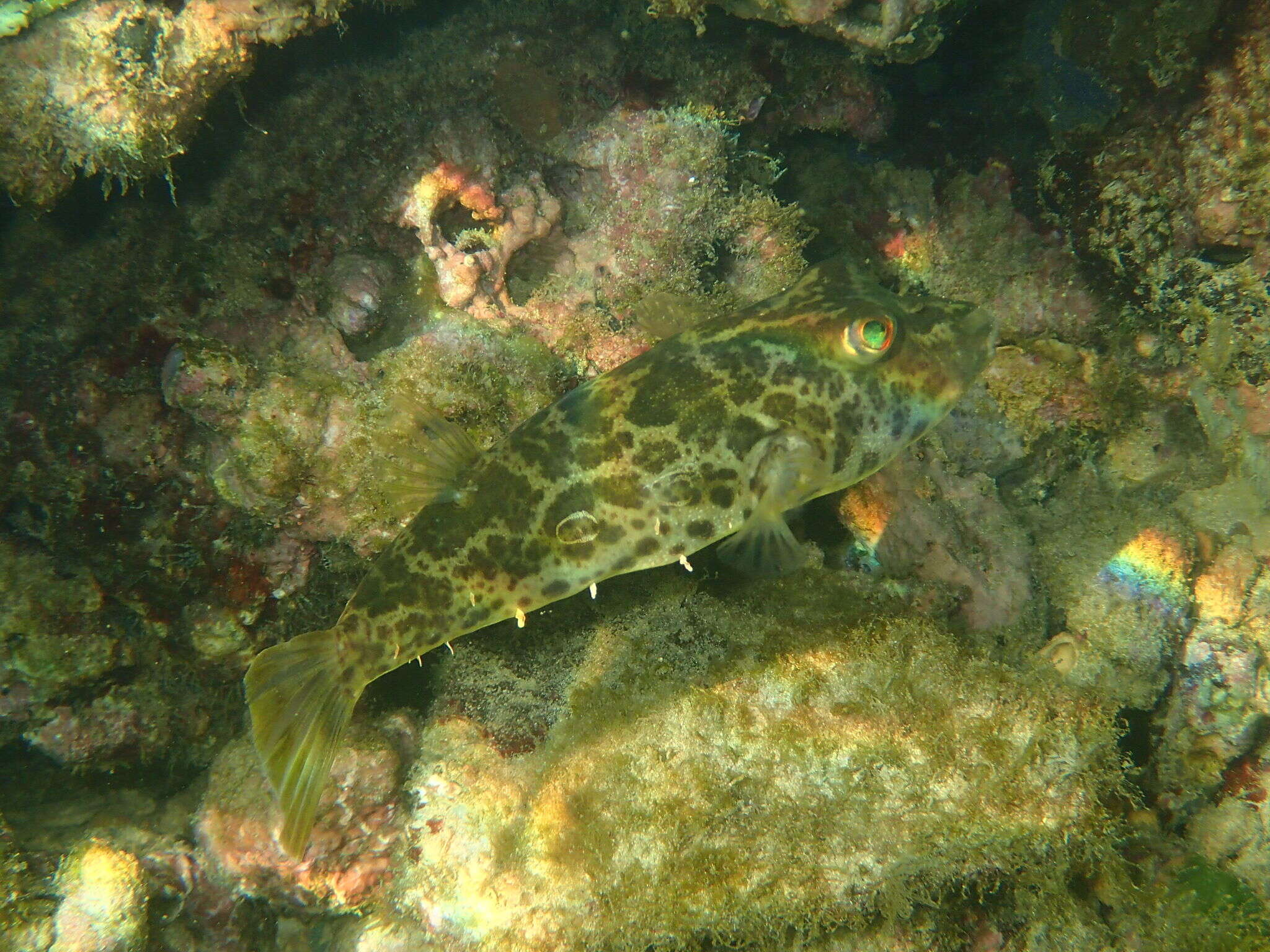 Image of Checkered Puffer