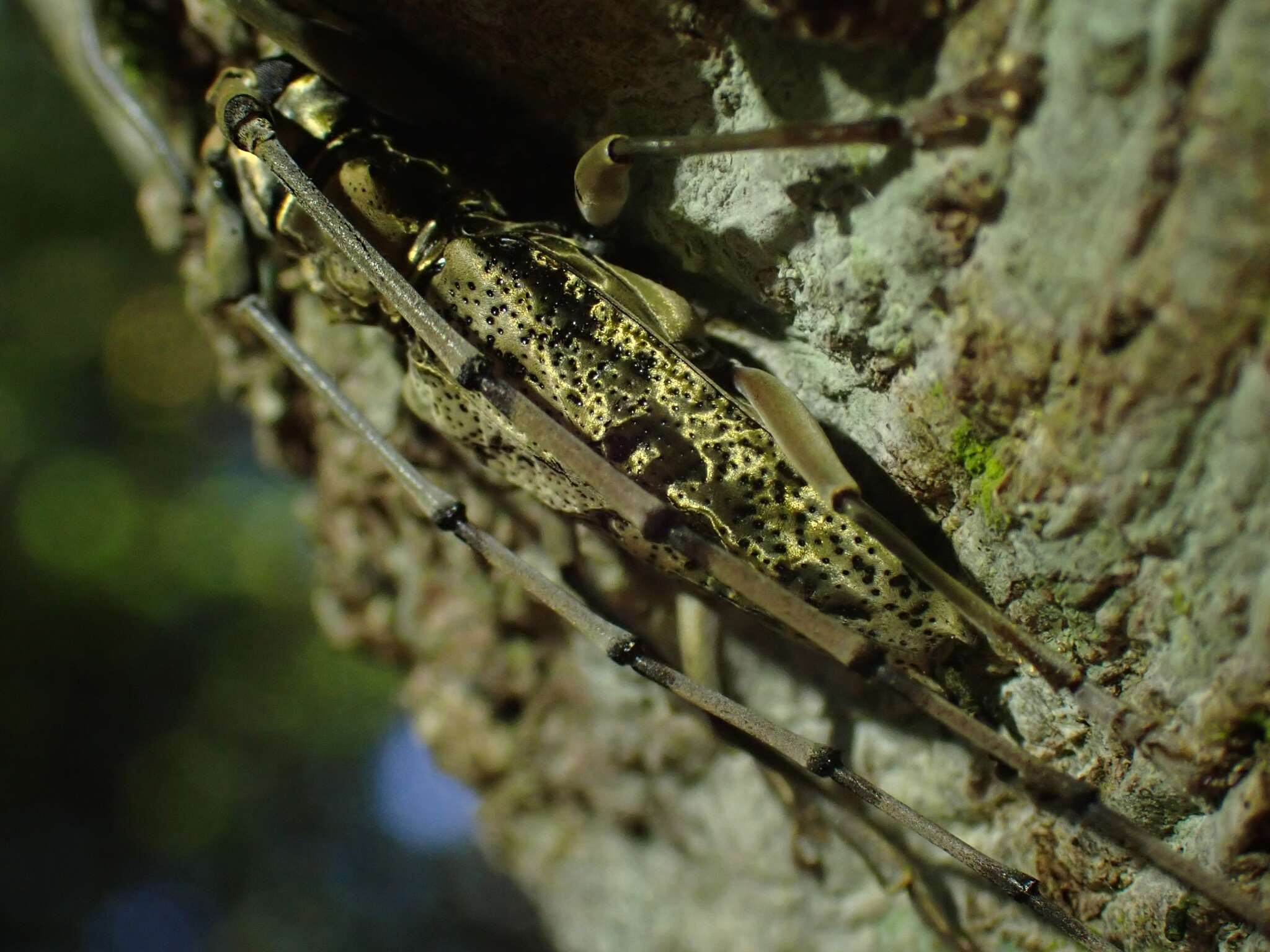 Image of Acalolepta antenor (Newman 1842)