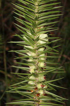 Слика од Melichrus adpressus A. Cunn. ex DC.