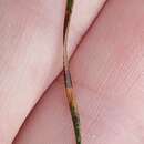 Image of Dothistroma needle blight