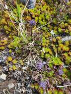 Image of <i>Pedicularis ornithorhynchos</i> Bentham