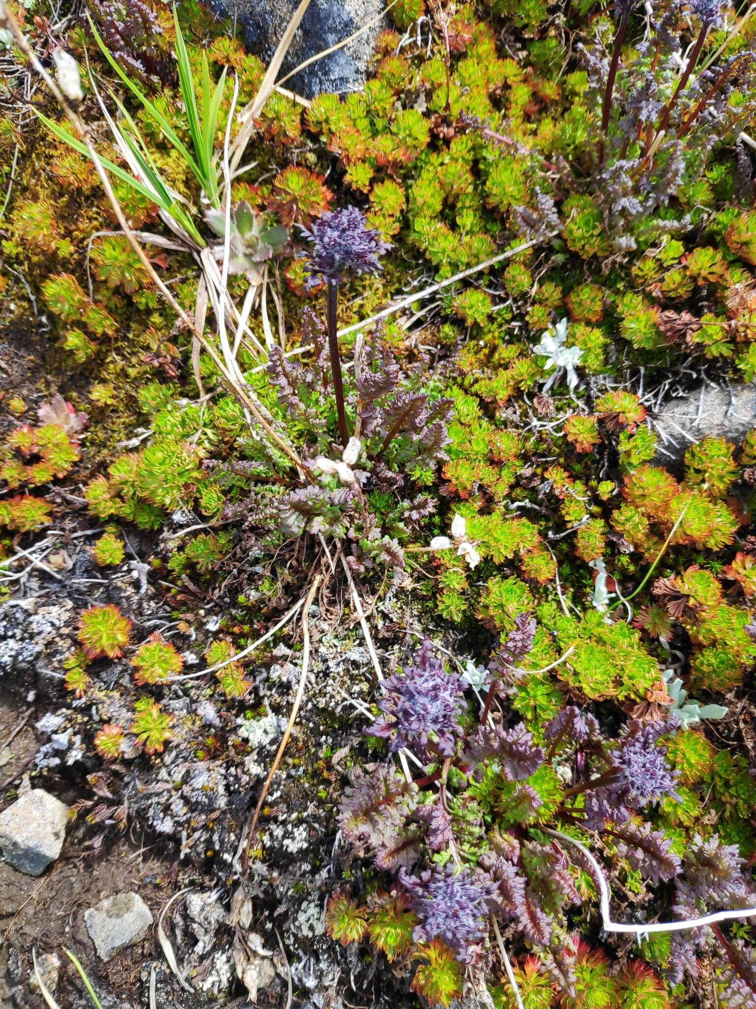 Imagem de <i>Pedicularis ornithorhynchos</i> Bentham