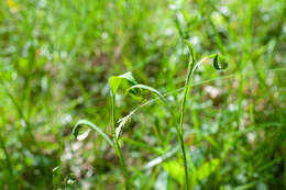 Imagem de Puccinia bupleuri (Opiz) F. Rudolphi 1829