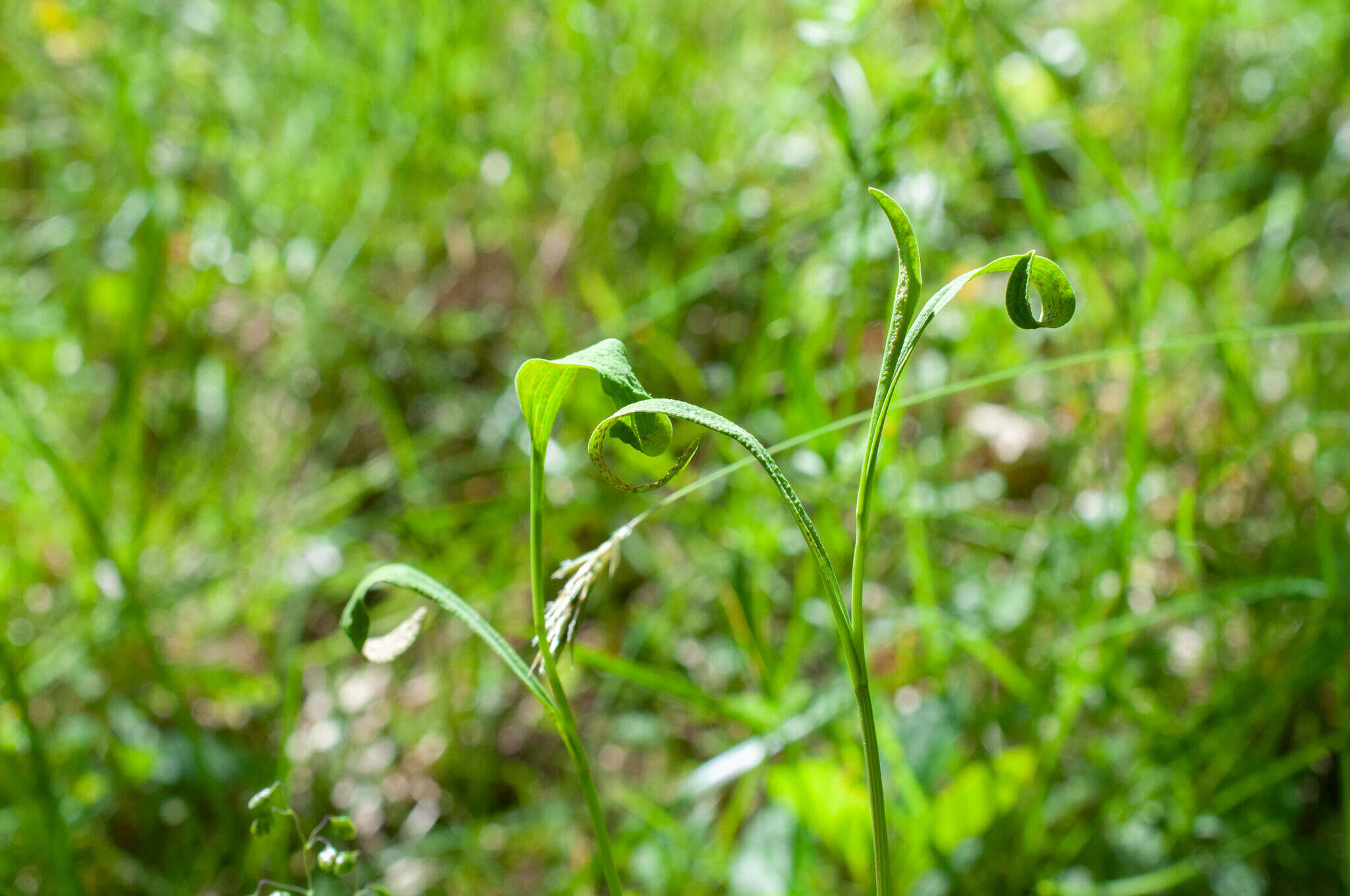 Imagem de Puccinia bupleuri (Opiz) F. Rudolphi 1829