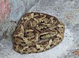 Imagem de Bothrops leucurus Wagler 1824