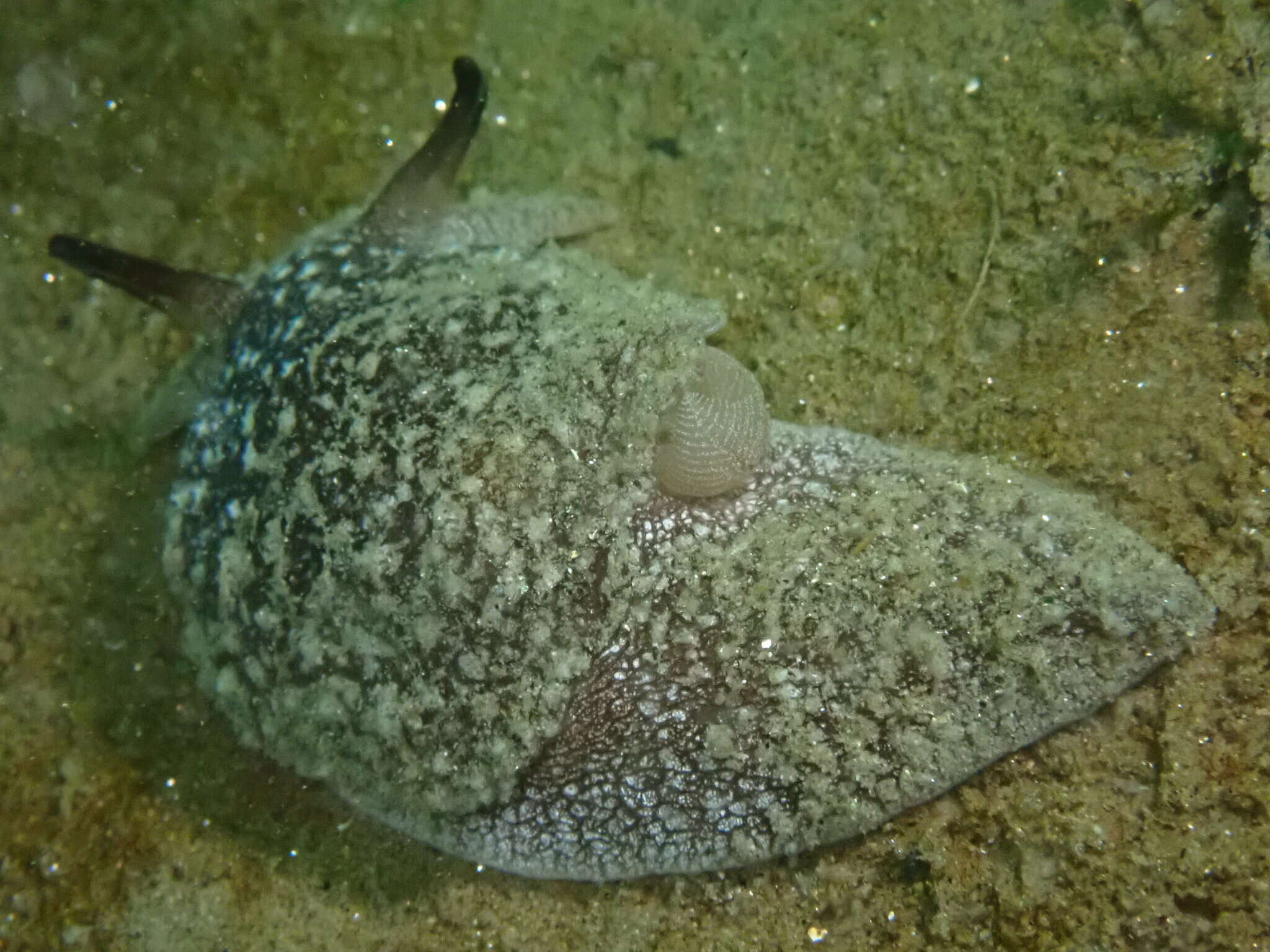 Pleurobranchaea californica MacFarland 1966 resmi