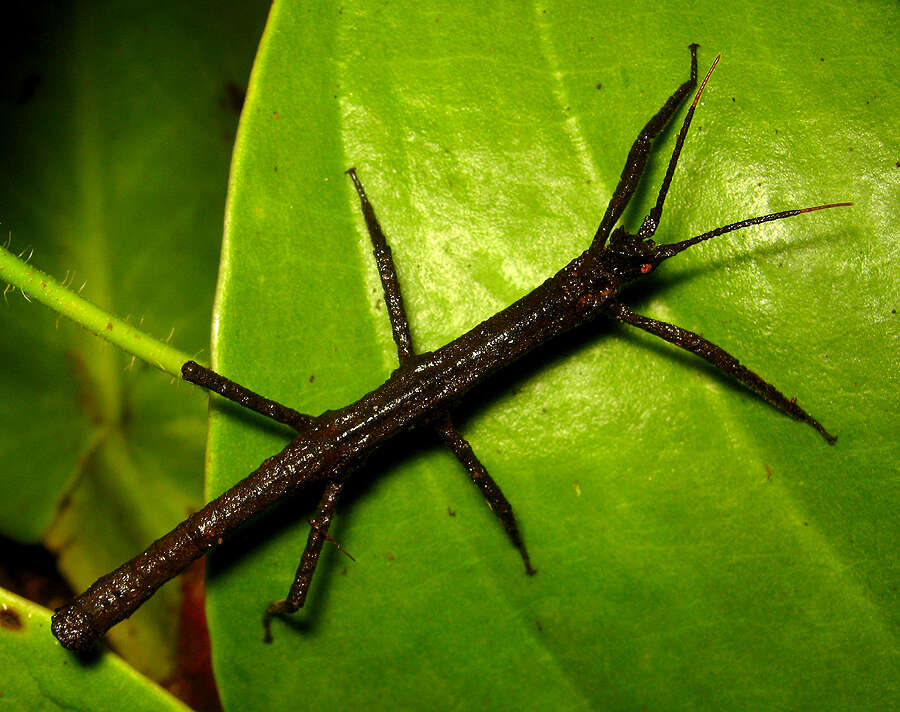 Image of Pylaemenes borneensis (Bragg 1998)