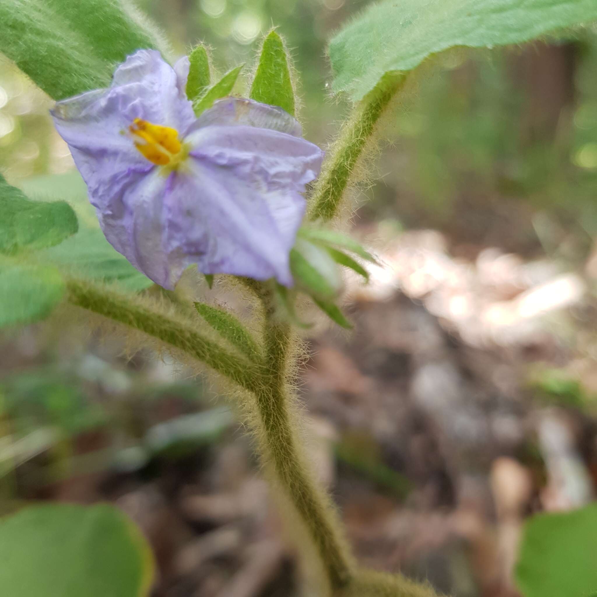 Image of Solanum densevestitum F. Müll. ex Benth.