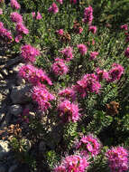 Image of purple mountainheath