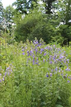 Image de Polémoine bleue