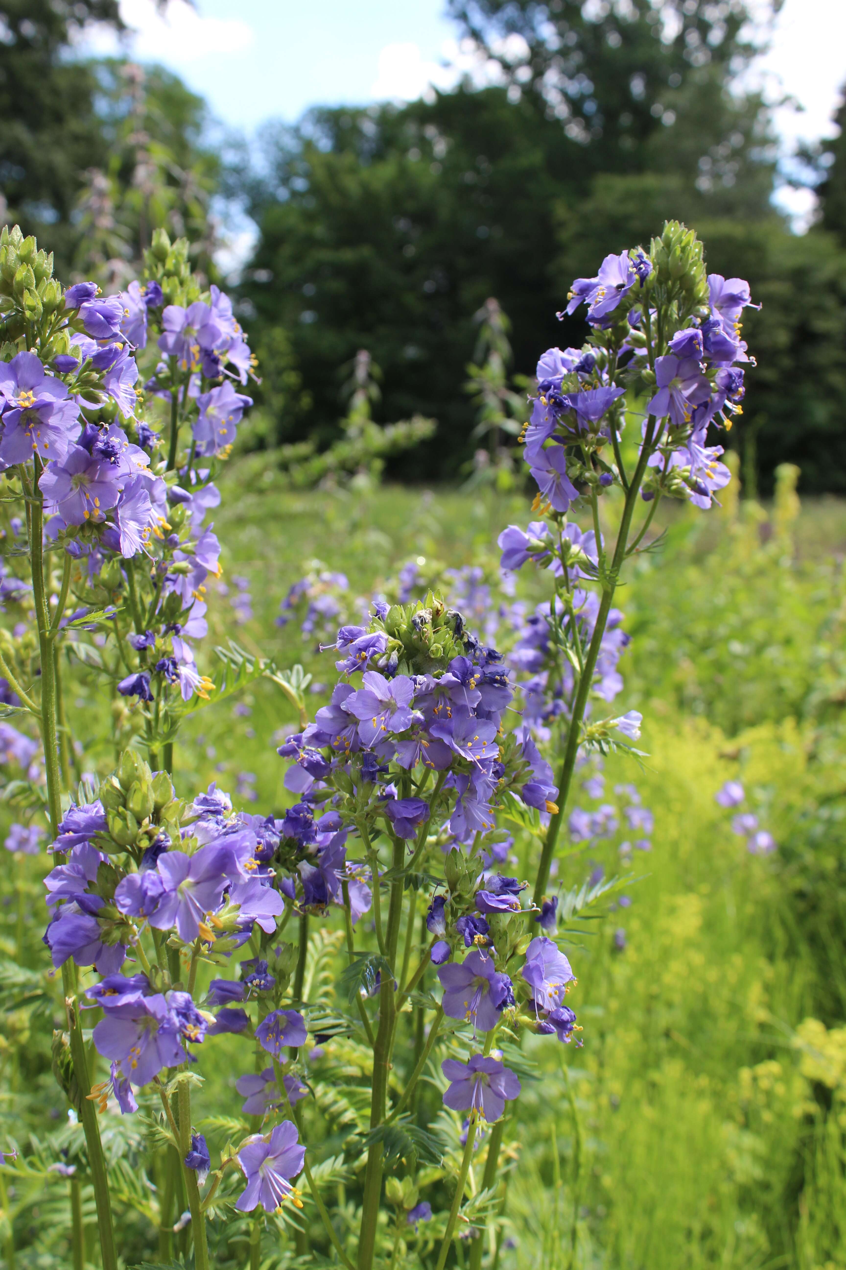 Image de Polémoine bleue