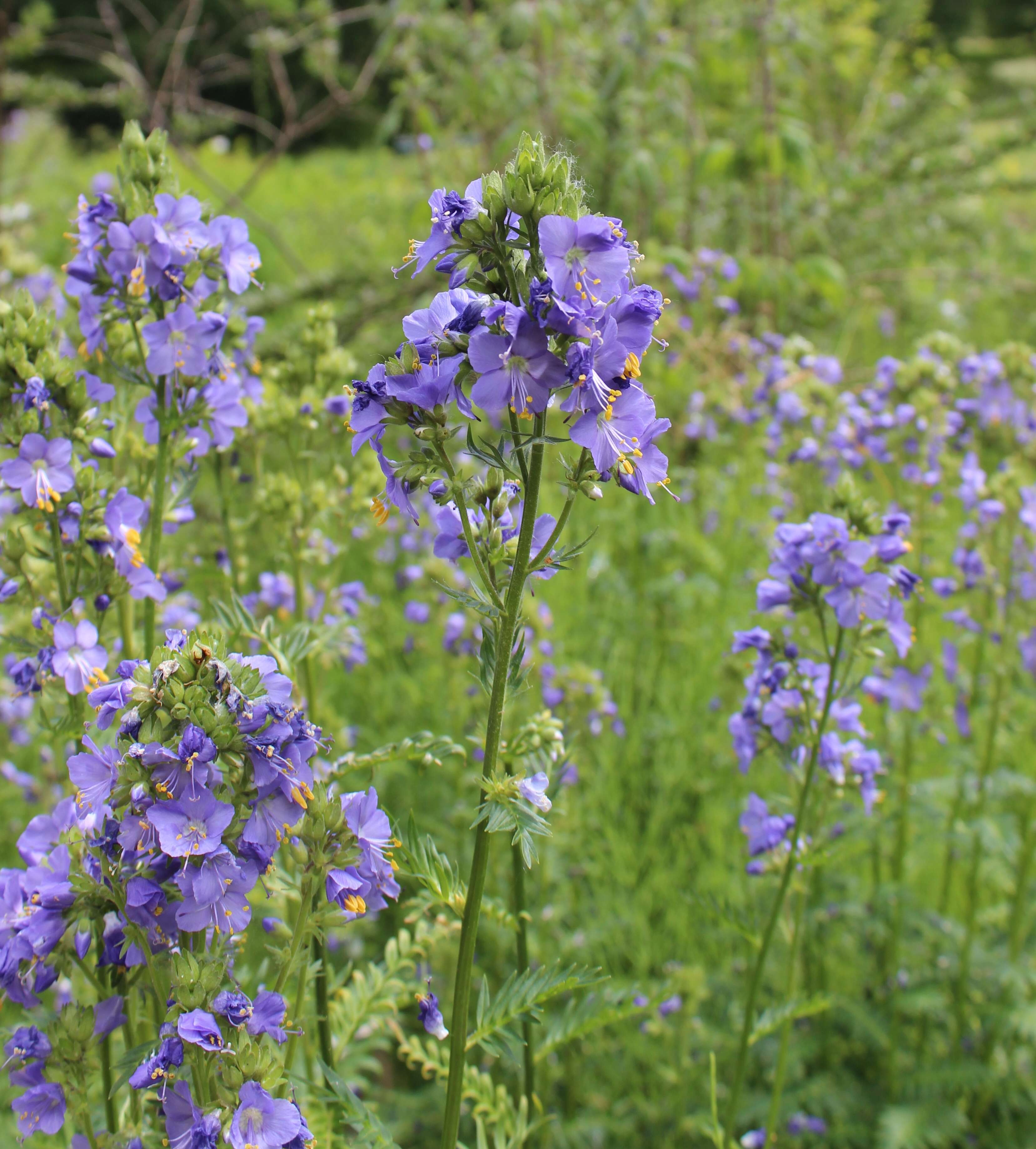 Image de Polémoine bleue