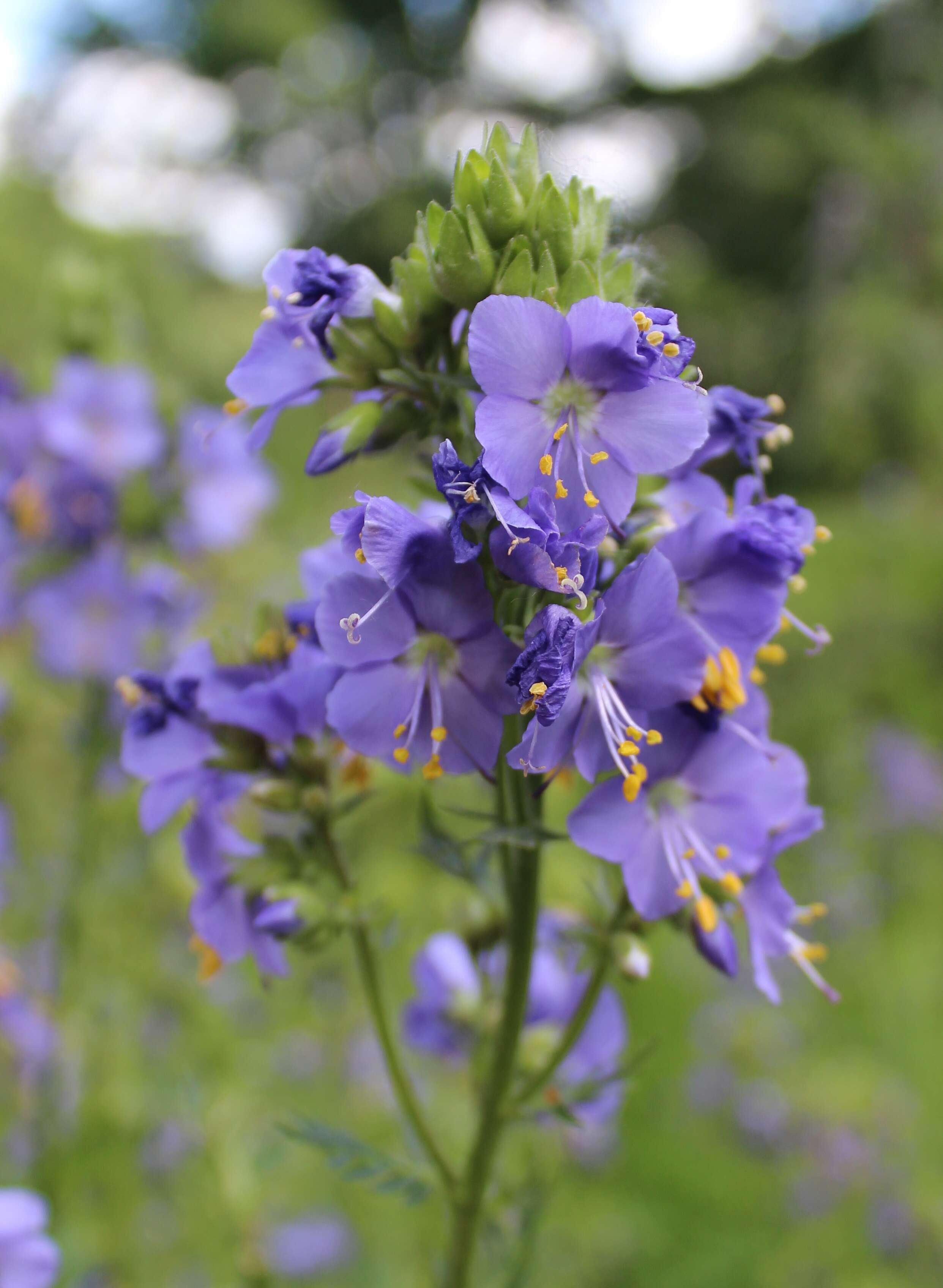 Image de Polémoine bleue