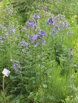 Image de Polémoine bleue