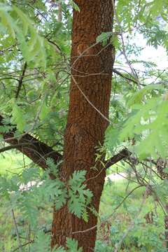 Image of Iberian white oak