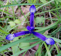 Image of Iris sintenisii Janka