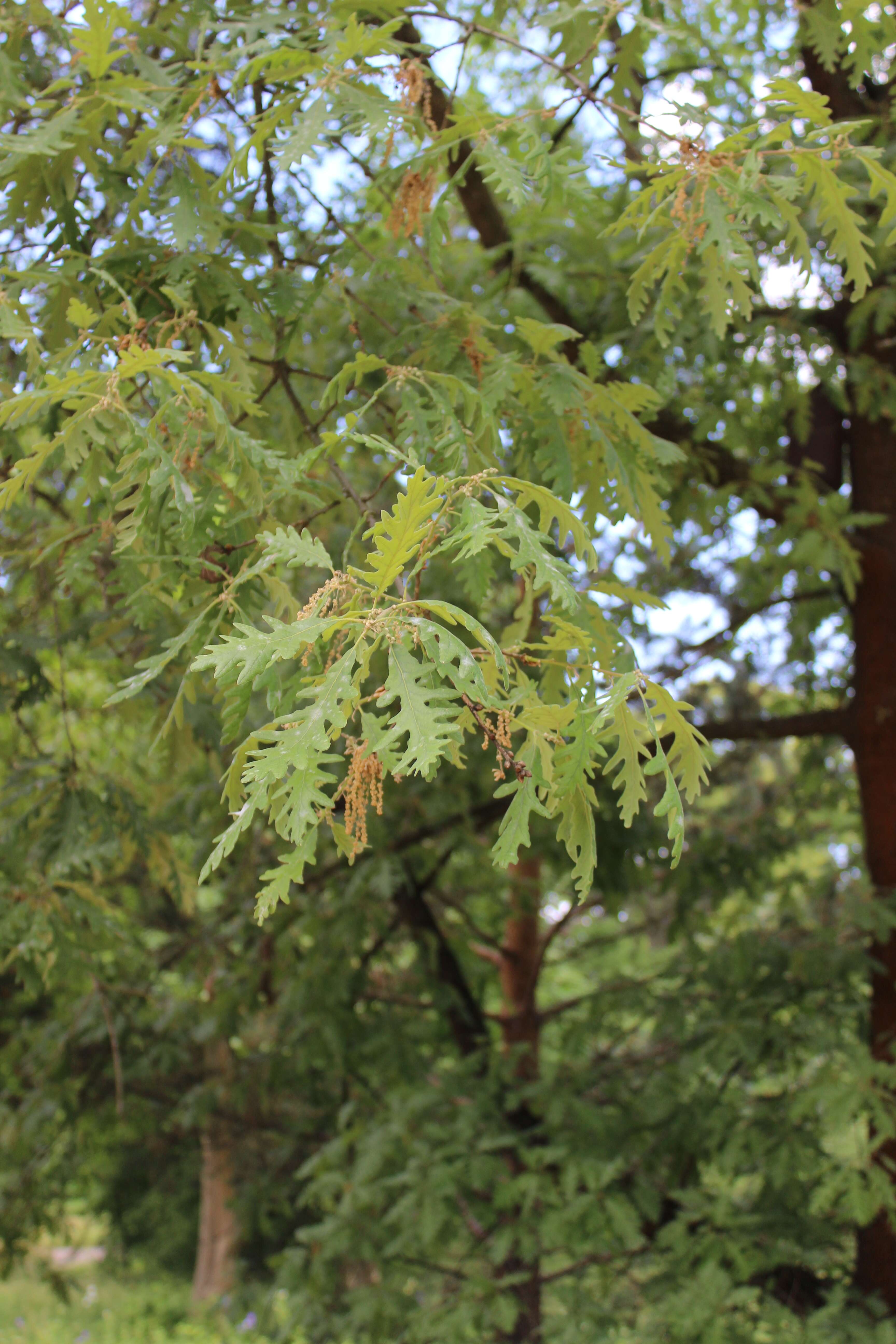 Image of Iberian white oak