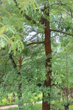 Image of Iberian white oak