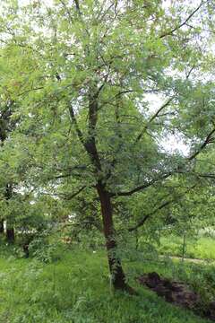 Image of Iberian white oak