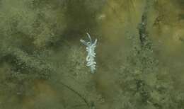 Image of coral nudibranch