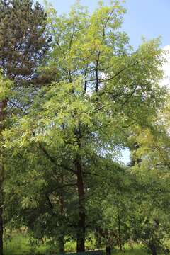 Image of Iberian white oak