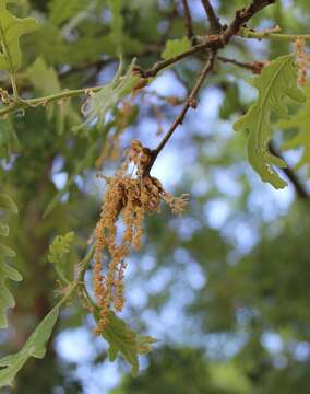 Image of Iberian white oak