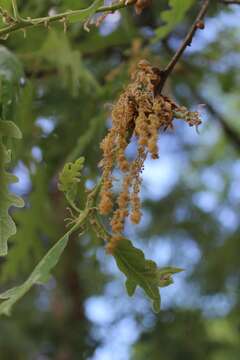 Image of Iberian white oak