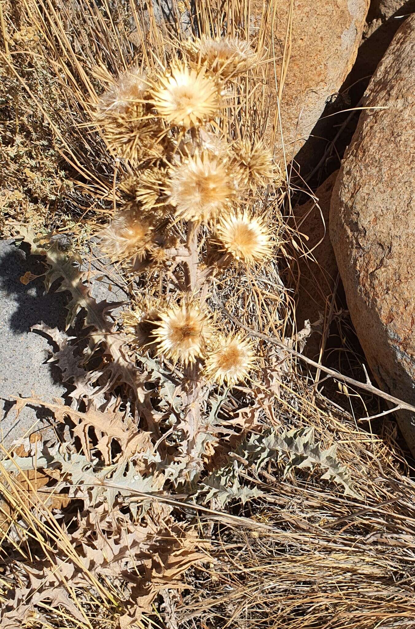 Image of Centaurea onopordifolia Boiss.