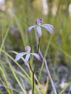 Caladenia clarkiae D. L. Jones resmi