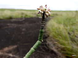 Image of Cynanchum perrieri Choux