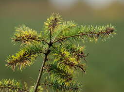 Image of Contarinia pseudotsugae Condrashoff 1961