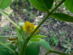 Image of oneleaf senna