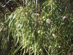 Imagem de Eremophila bignoniiflora (Benth.) F. Muell.