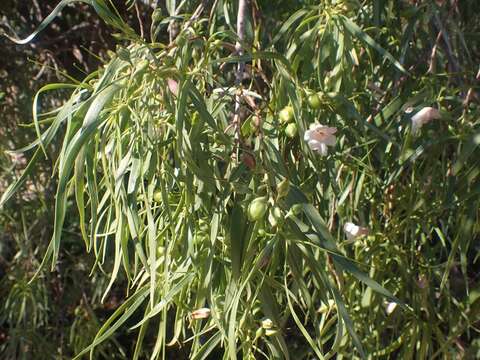 Image of Eremophila bignoniiflora (Benth.) F. Muell.