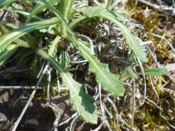 Image of Buckler Mustard