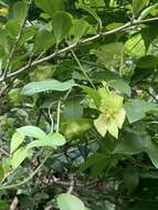 Image of Dalechampia capensis A. Spreng.