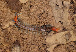 Image of red-headed centipede