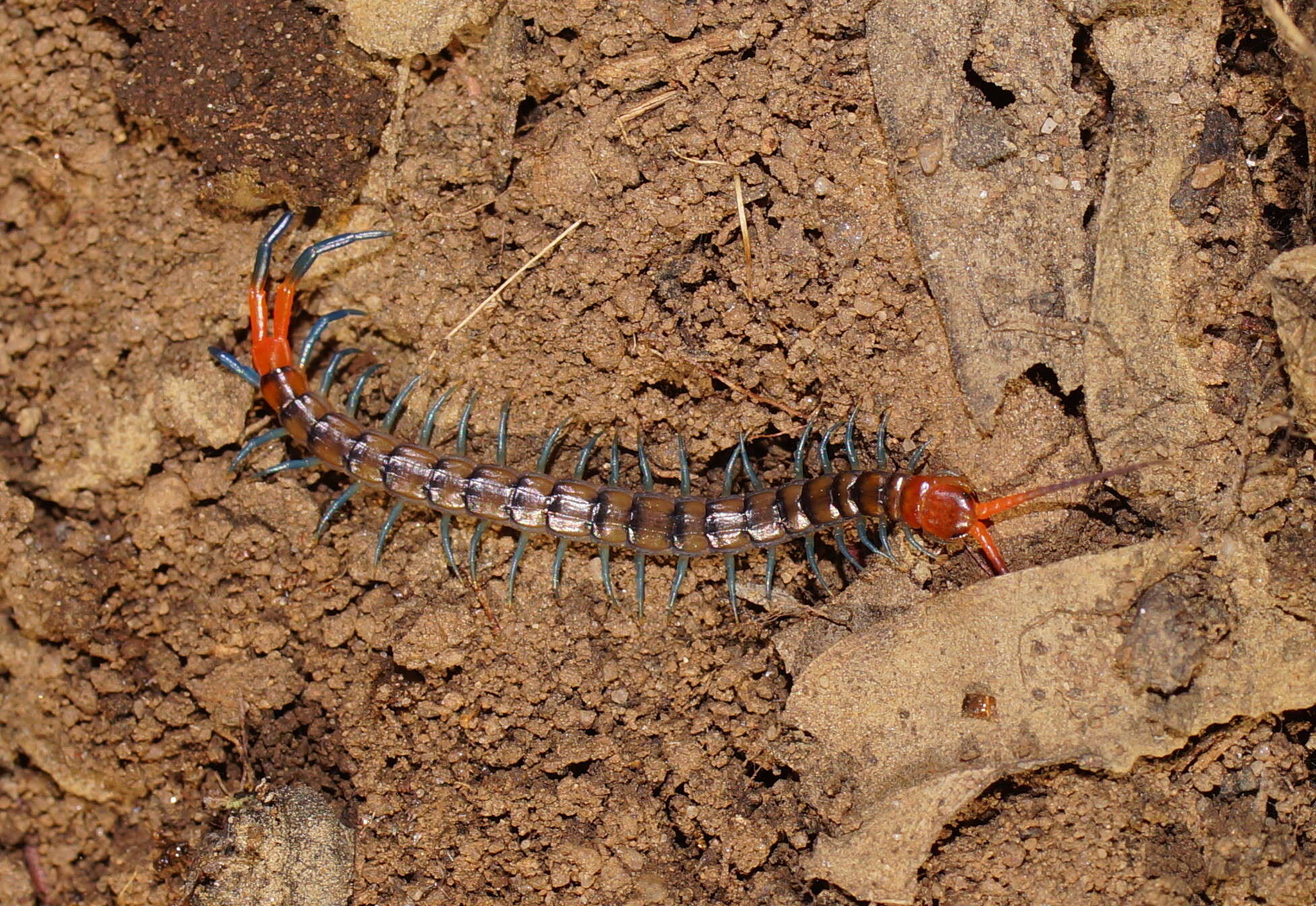 Image of red-headed centipede