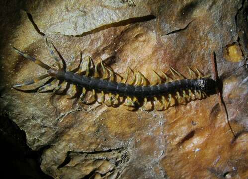 Image of Scolopendra galapagoensis Bollman 1889