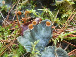 Image of felt lichen