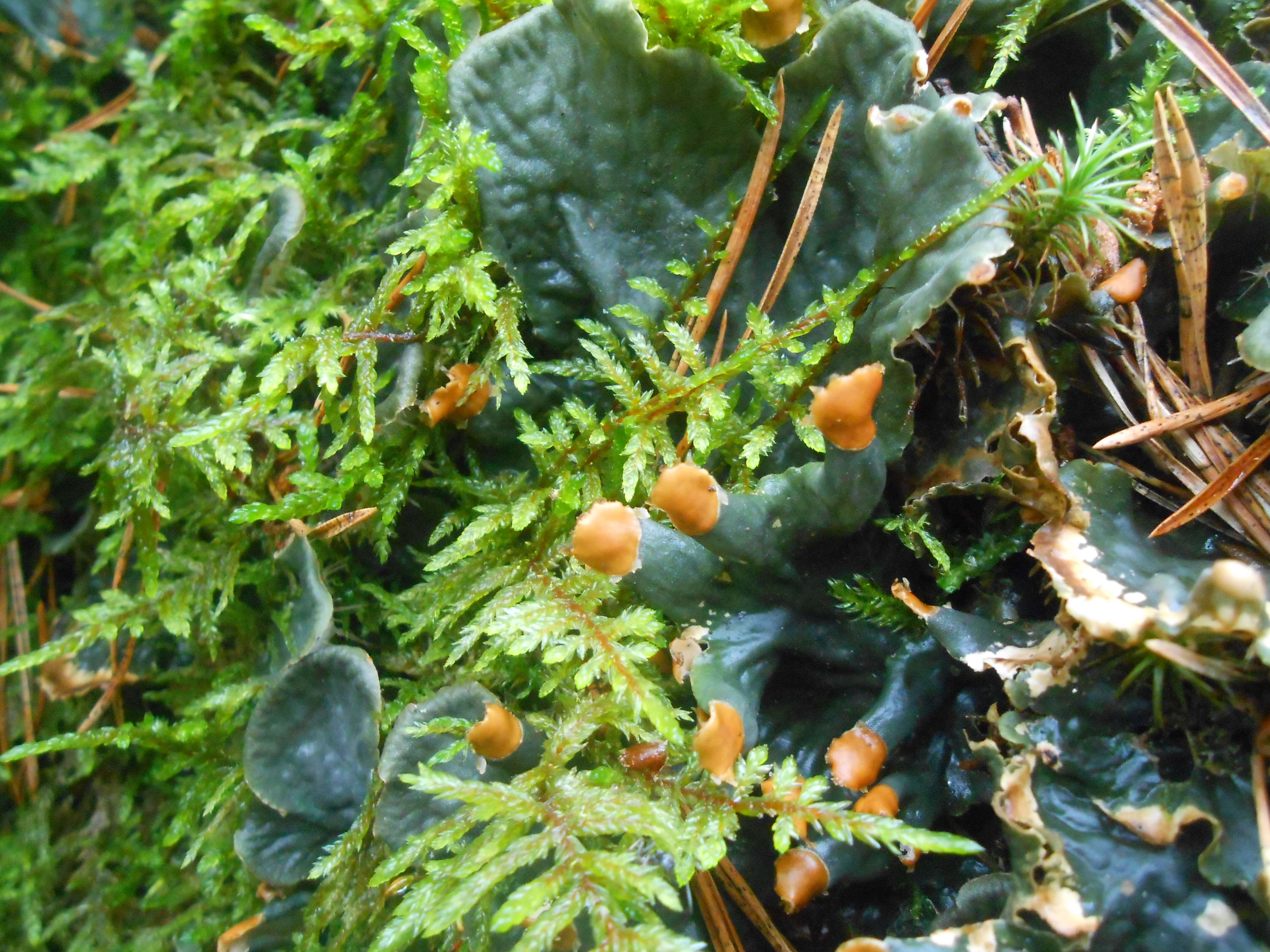 Image of felt lichen