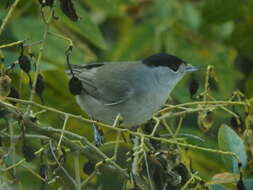 Imagem de Sylvia atricapilla (Linnaeus 1758)